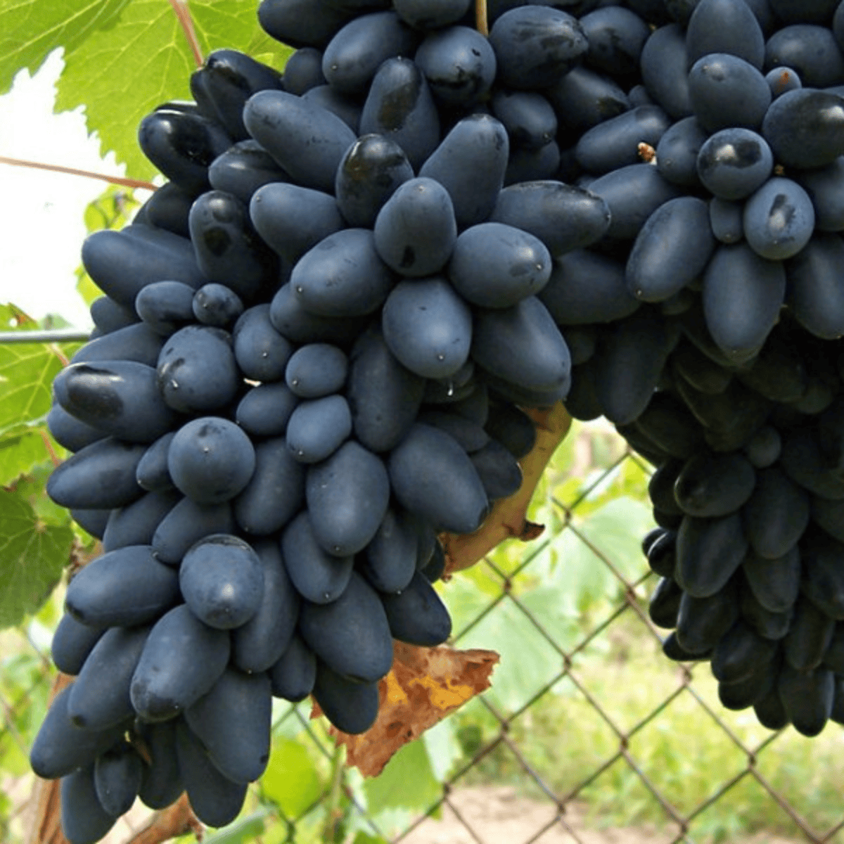 Winorośl winogrona Kodrianka