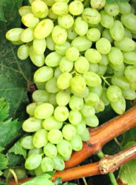 Winorośl winogrona Perła Czabańska