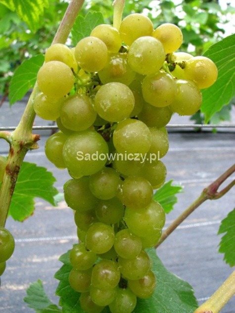 Winorośl winogrona Seneka