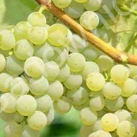 Winorośl winogrona Sibera