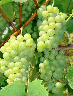Winorośl winogrona Terez