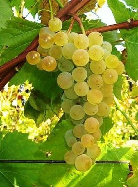 Winorośl winogrona Veeblanc