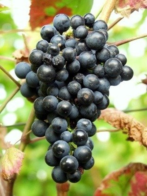 Winorośl winogrona Wyszniowyj Rannyj