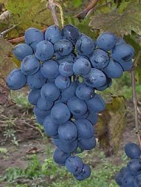 Winorośl winogrono Mołdowa