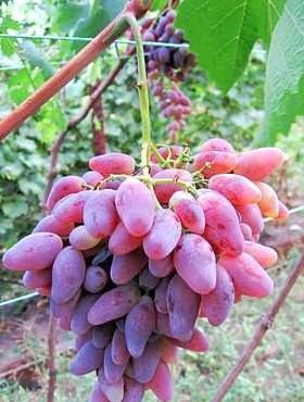 Winorośl winogrono Nadjeżda Ukraińska