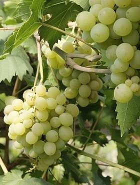 Winorośl winogrono Sołnoczka