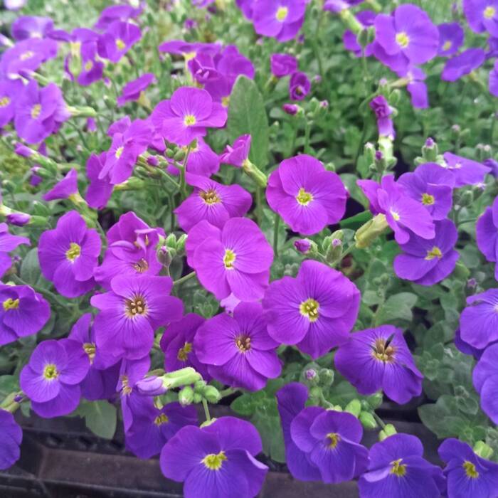 Żagwin ogrodowy Cascade Purple (P9)