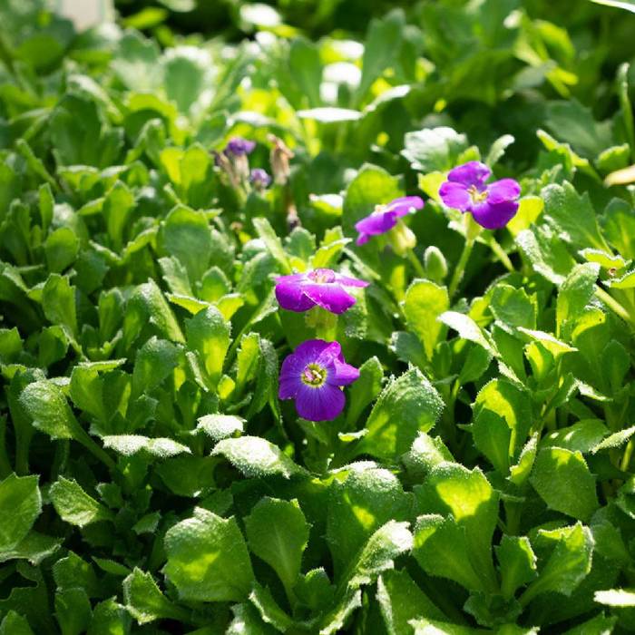 Żagwin ogrodowy Cascade Purple (P9)