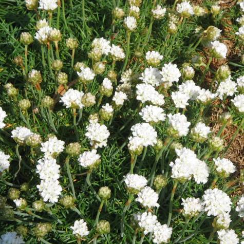 Zawciąg nadmorski Alba zimozielony obfite kwitnienie -  (P9)