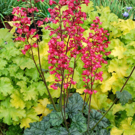 Żurawka amerykańska Dale's Strain 