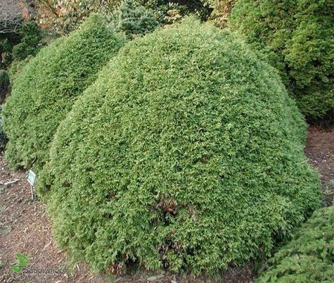 Żywotnik zachodni Tuja Thuja Recurva Nana 