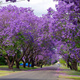 Paulownia omszona 0,1g nasiona
