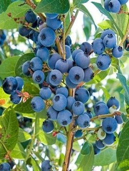 Borówka amerykańska Eliot bardzo późna (C2)