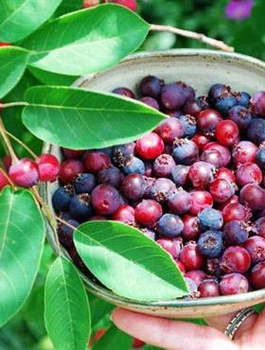 Świdośliwa lepsza niż borówka amerykańska