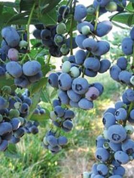 Borówka amerykańska Chanticleer wczesna (C2)