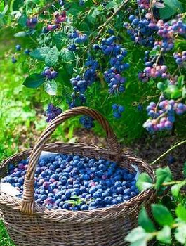 BORÓWKA Zestaw 2 plennych odmian!!!