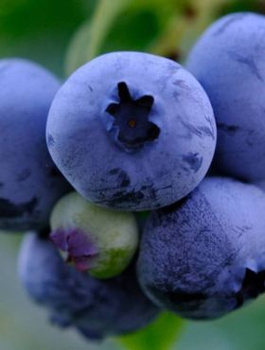 Borówka amerykańska Brigitta średnio późna (C2)