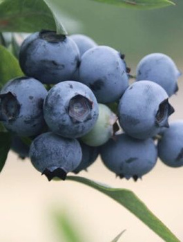 Borówka amerykańska Nelson późna (C2)